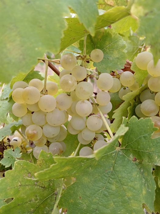 Vând struguri pentru vin