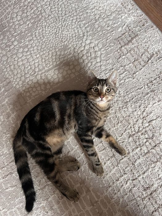 Отдам Кота в хорошие руки