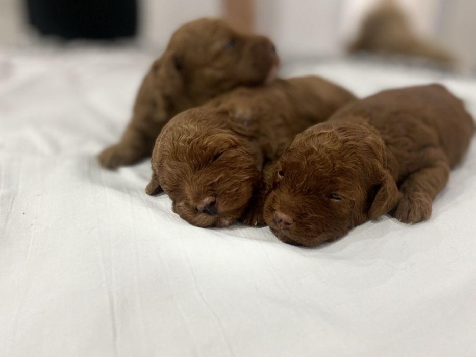 Мини Пудел Mini poodle