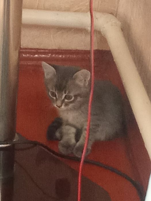 Котята  в добрые руки