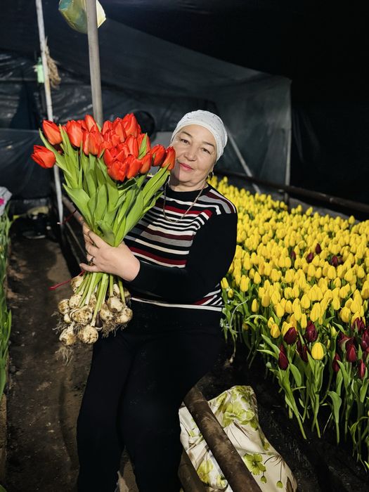 Тюльпаны оптом и в розницу,оптом голландские тюльпаны