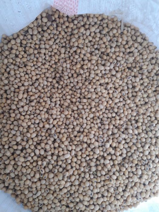 Сойа ,Сорт Жансая