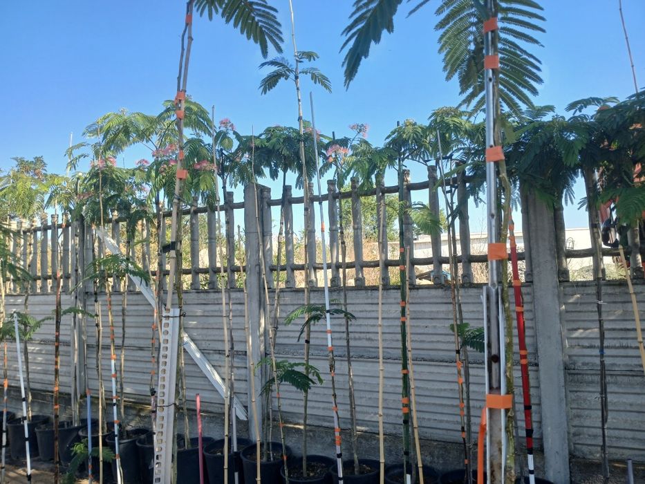 Vînd prunus laurocerasus,,chiparos tottem,albiția ,