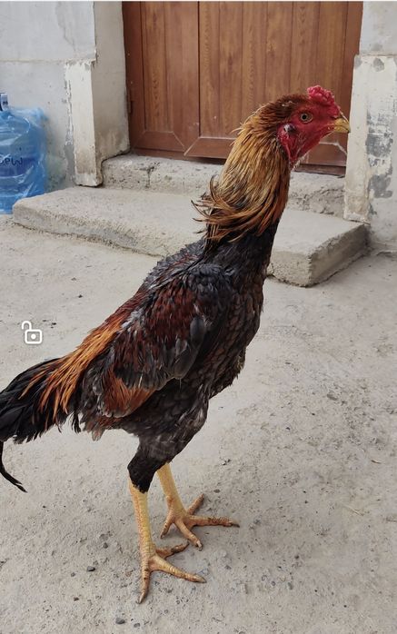 Привозной шамо карея бардовый саманкул жужа сотувда.