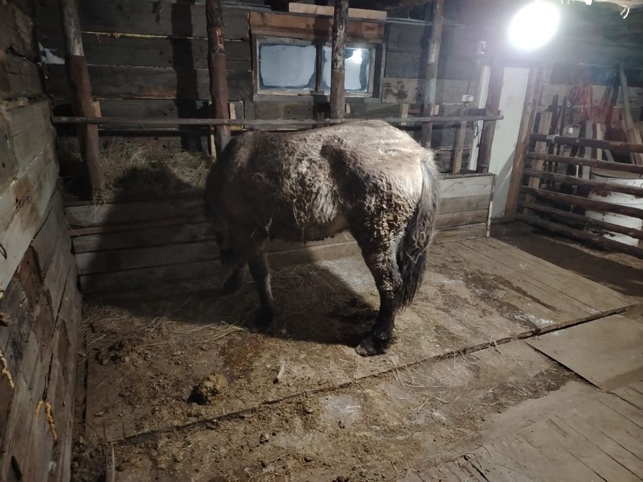 Продаётся тай откормленый