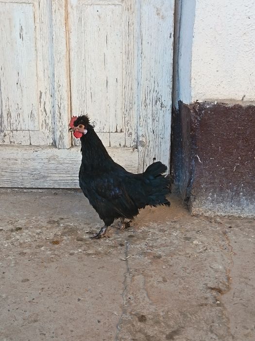 Yapon tovuqla joja xoroz sotladi