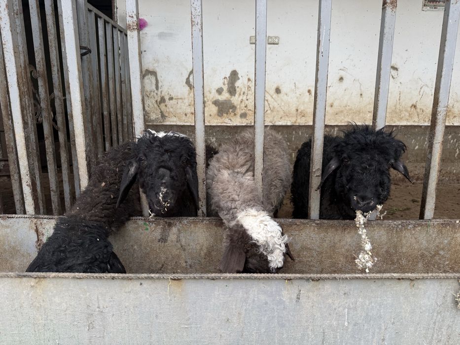 Қозылы қой, қозы сатылады