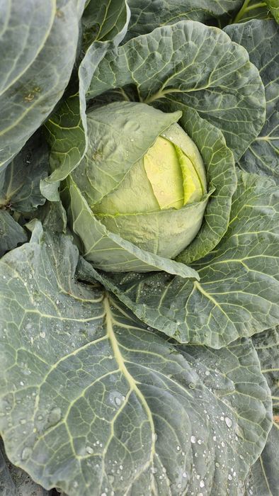 Varza de buzau în cantități mari și mici