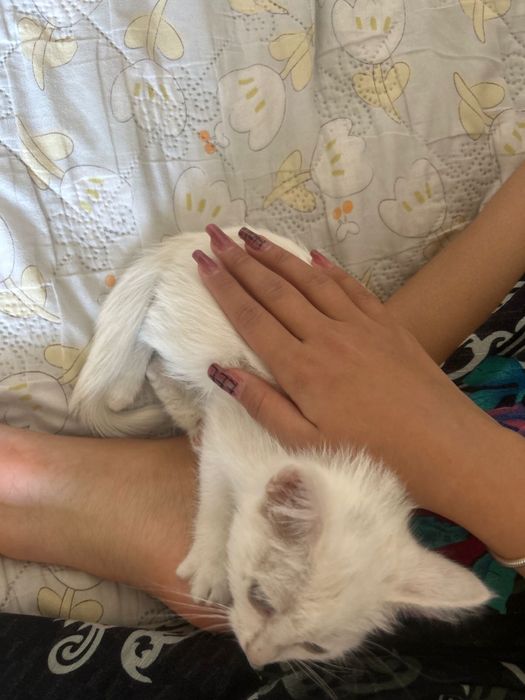 отдам даром котенка