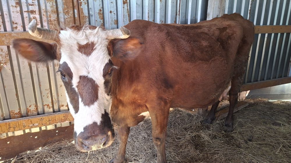 Сүтті сиырлар сатылады