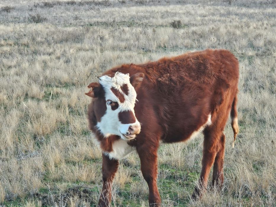 Ургашы подсос баспактар сатылады