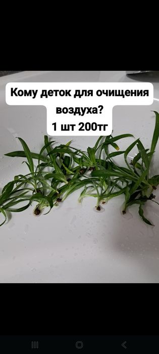 Хлорофитум детки для очищения воздуха