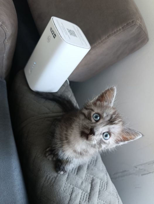 Отдам котят в добрые руки