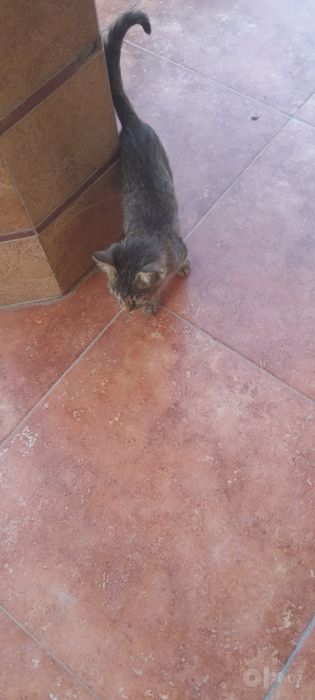 Мушукча ургатилган, котоник