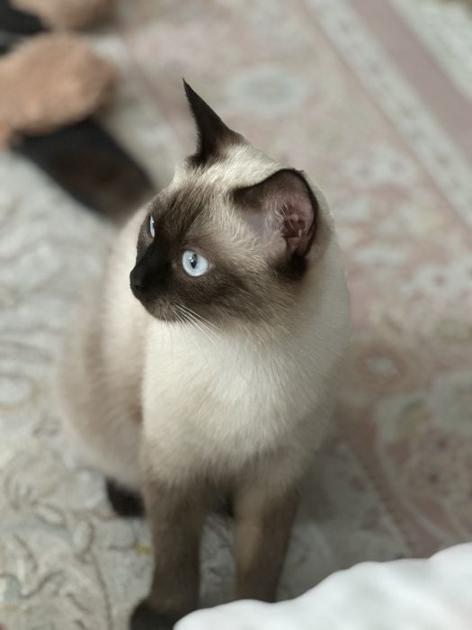 кошка в хорошие руки