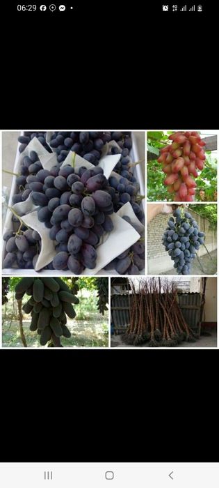 9 xildagi uzum kochatlari bor