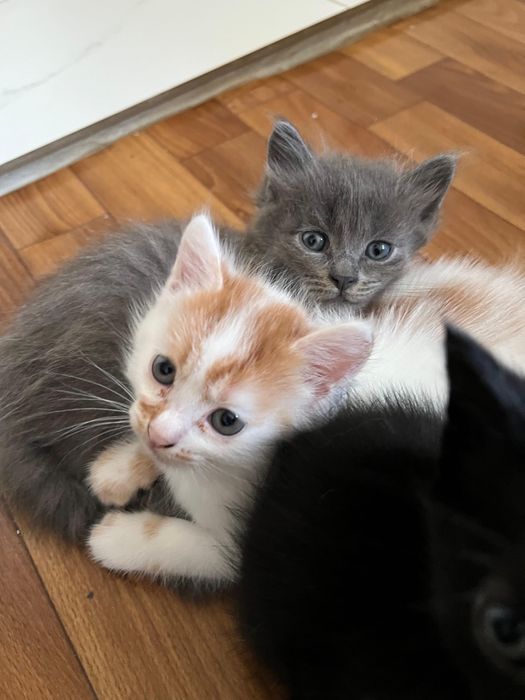 Отдам котят в добрые руки