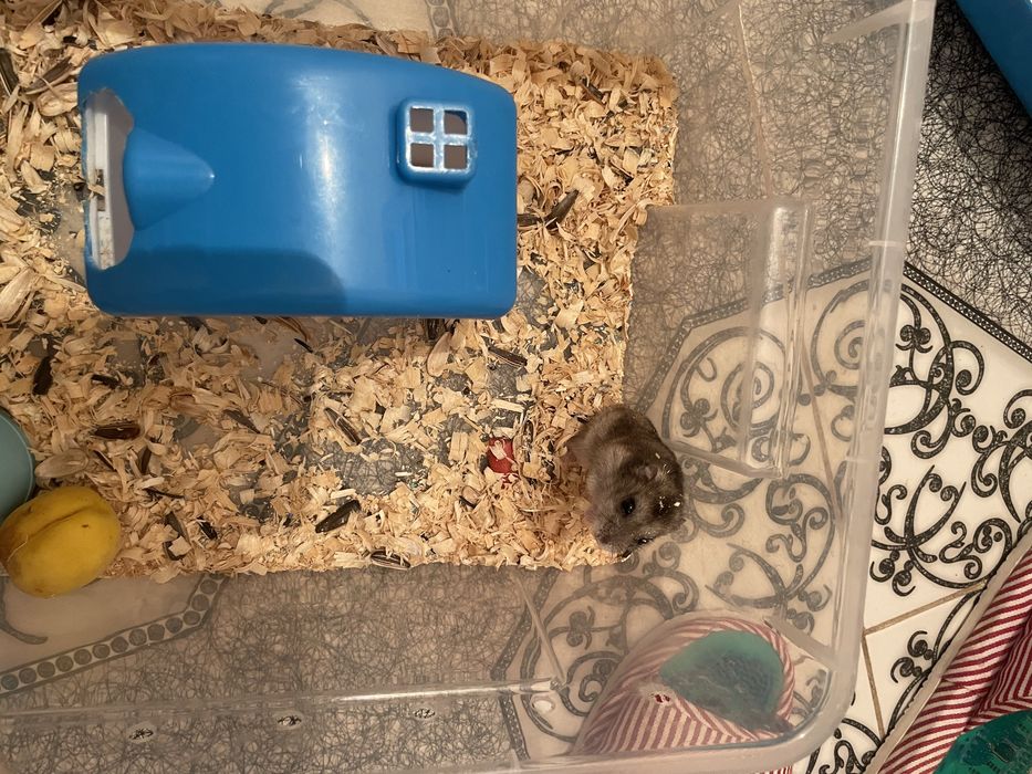 Одам даром джунгарских хомяков