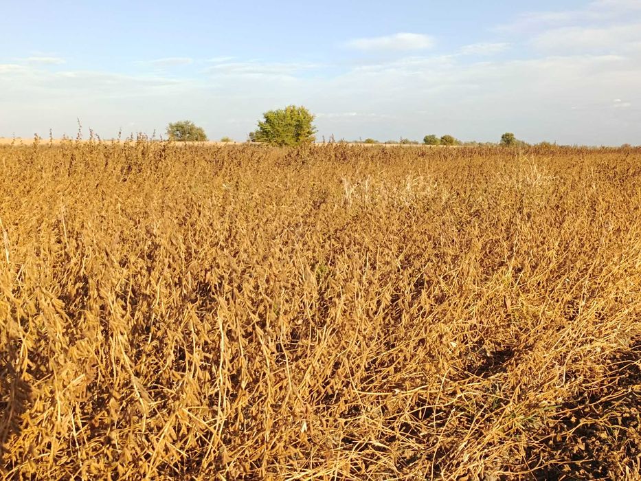 Семена соя (бобы)