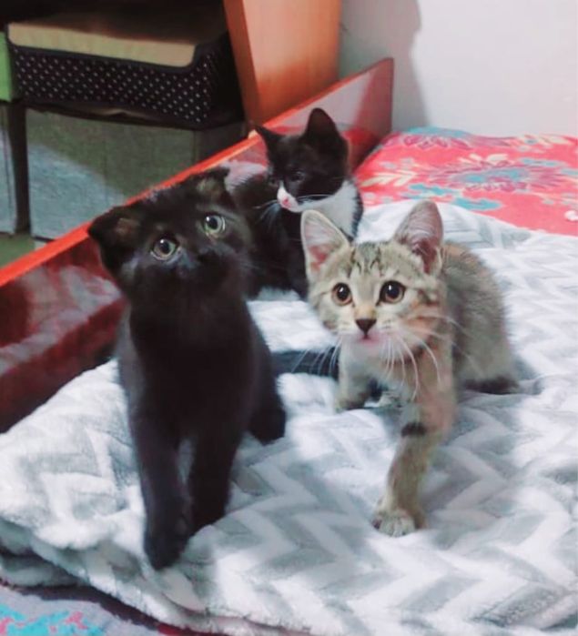 игривые котята в хорошие руки