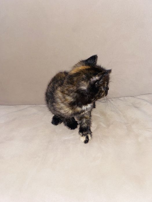Котенок -девочка