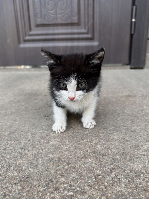 Отдам котенка в добрые руки