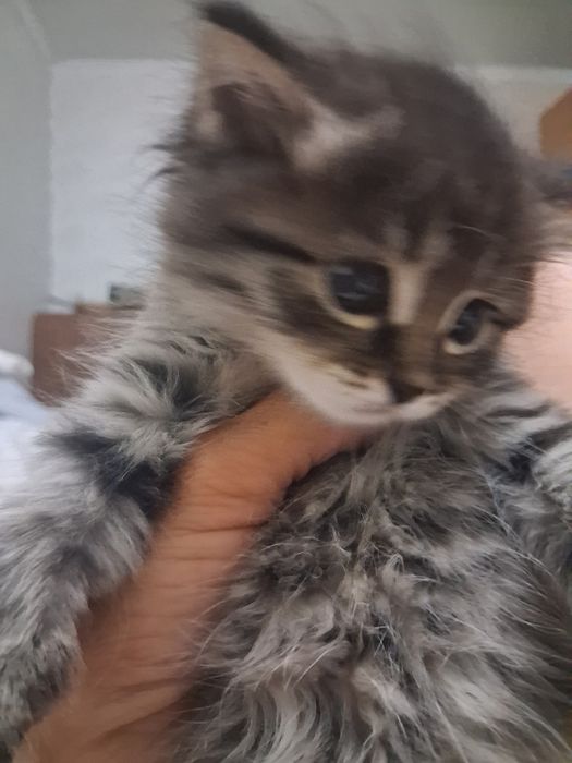 Котенок необыкновенный)