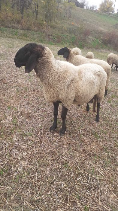 Berbec carabaș sarbesc