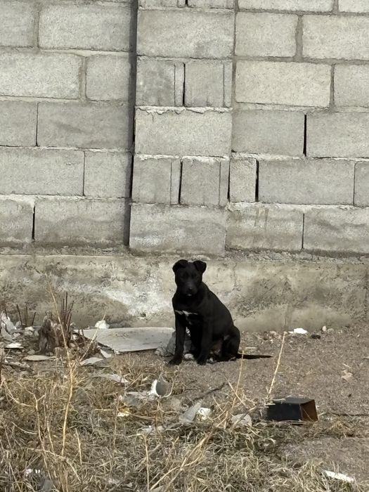 питбуль кушик сатылады