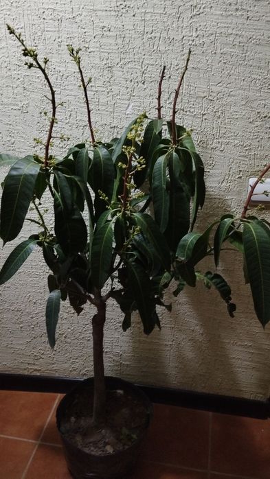 Манго плодоносящий цветущий