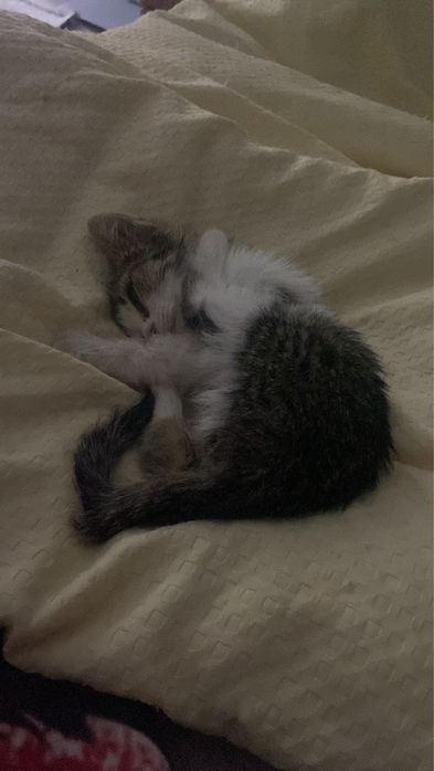 Маленькая кошка, пол девочка