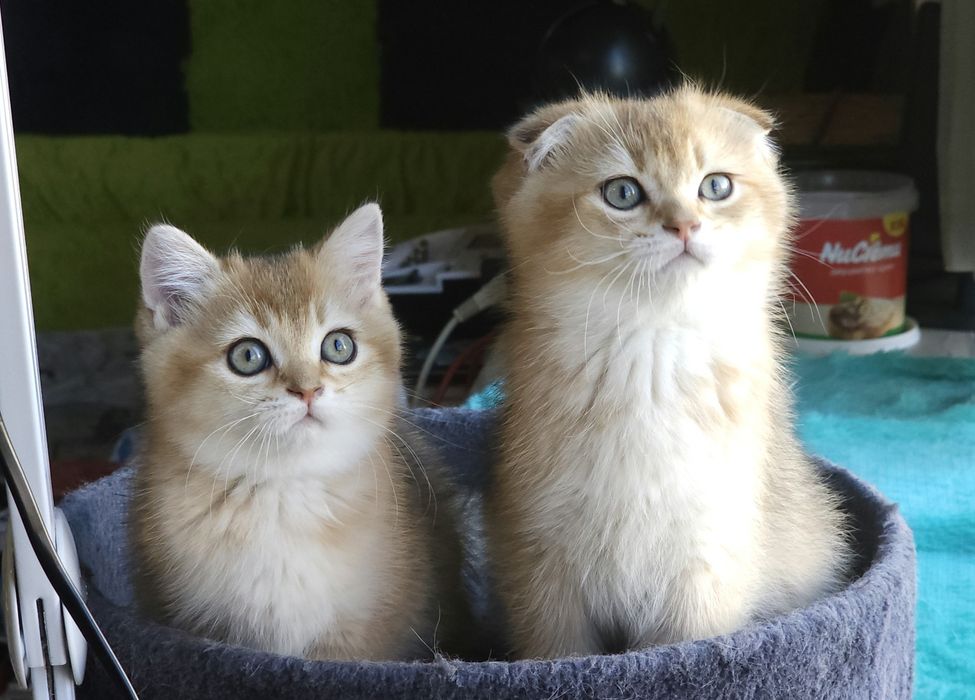 Британски котенца