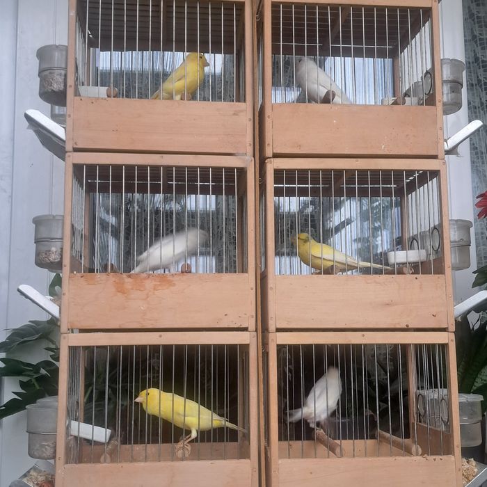 Vând canari slavujari 2025