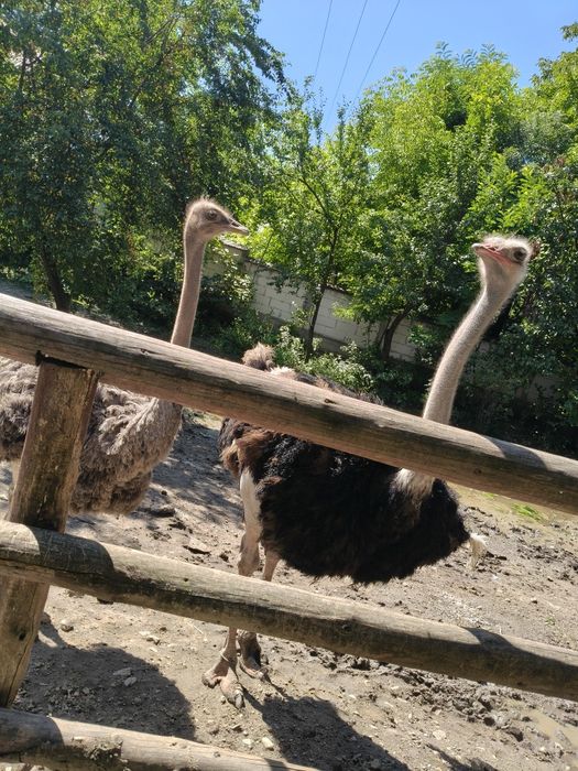Ouă de struț . Oua de găină