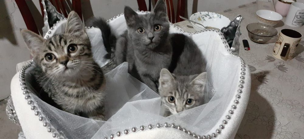 Отдаются милые котята в добрые руки!