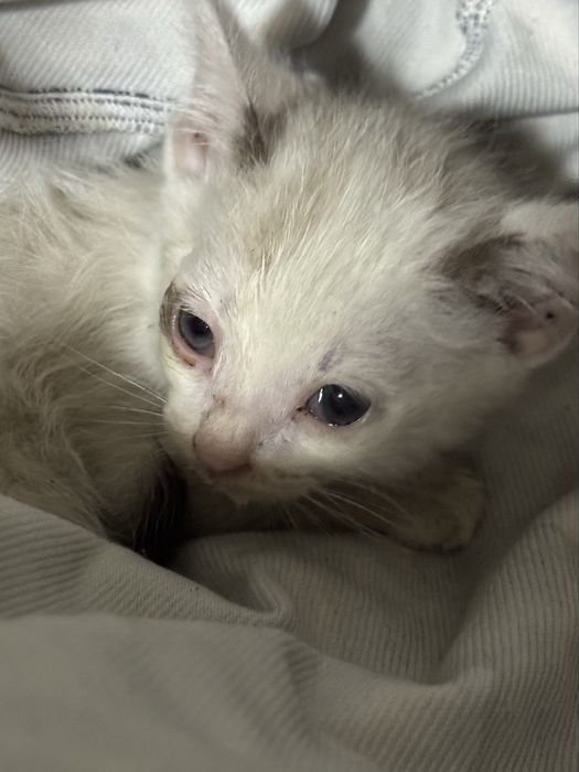 Отдадим котенка бесплатно