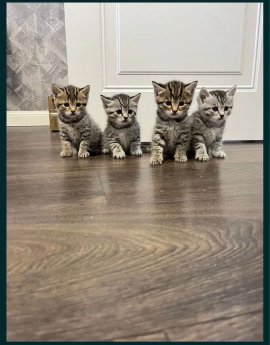 Британские котенки