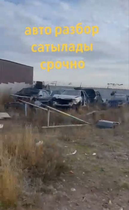 Обмен на баран овцы