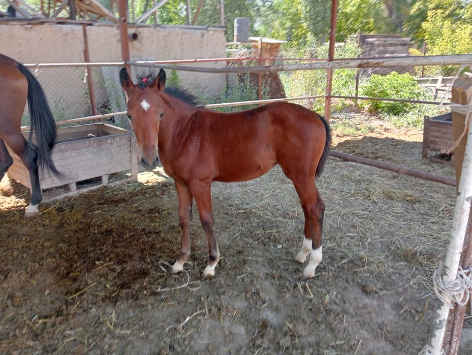 Таза қанды жылқлар