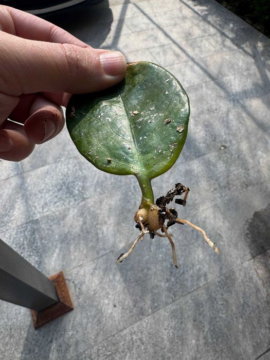 Замиокулькас Равен и Зеленый — клубни