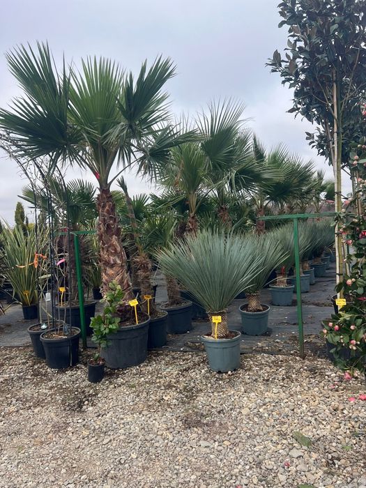 Stoc nou de plante ornamentale