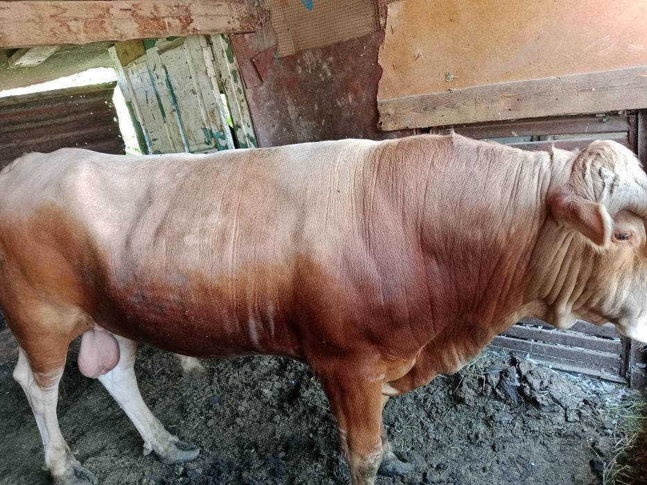 Срочно продам бычков