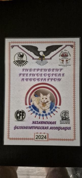 Maine Coon Polydactyi