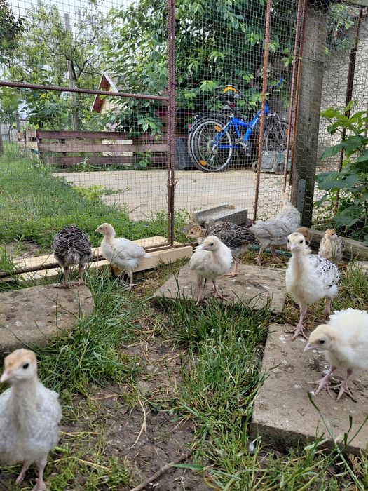 Pui de curcă românești