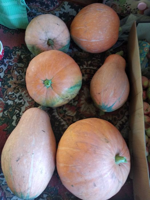 Продам тыкву 1000 тенге