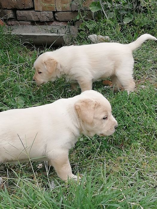 Щенята в добрые руки