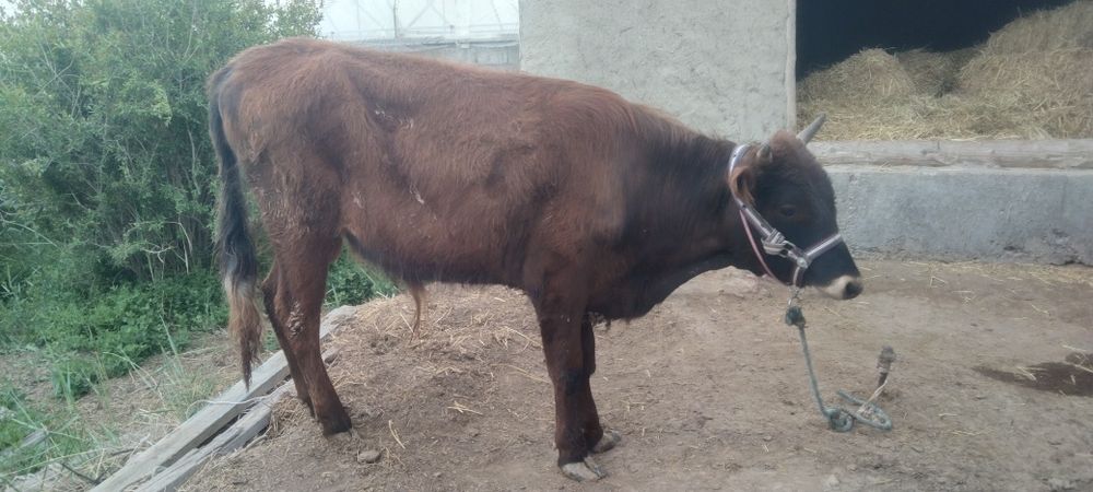 Sifatli yosh Buqqala sotiladi narxi har xil 14500 dan 17500 Milyongach