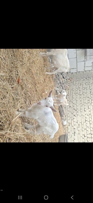 Зотли эчки болалари фермадан