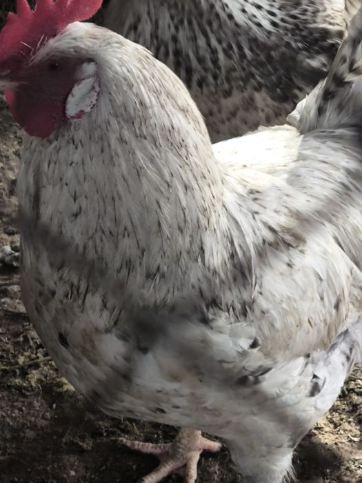 Продам петухов молодых