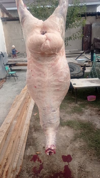 Семіз қойлар тоқтылар